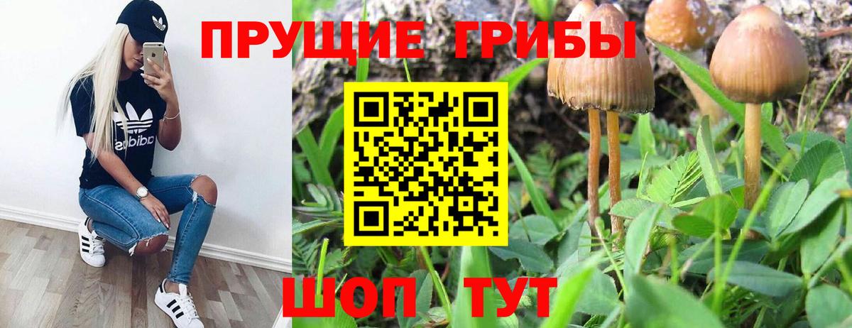 Псилоцибиновые грибы Psilocybine cubensis Киселёвск